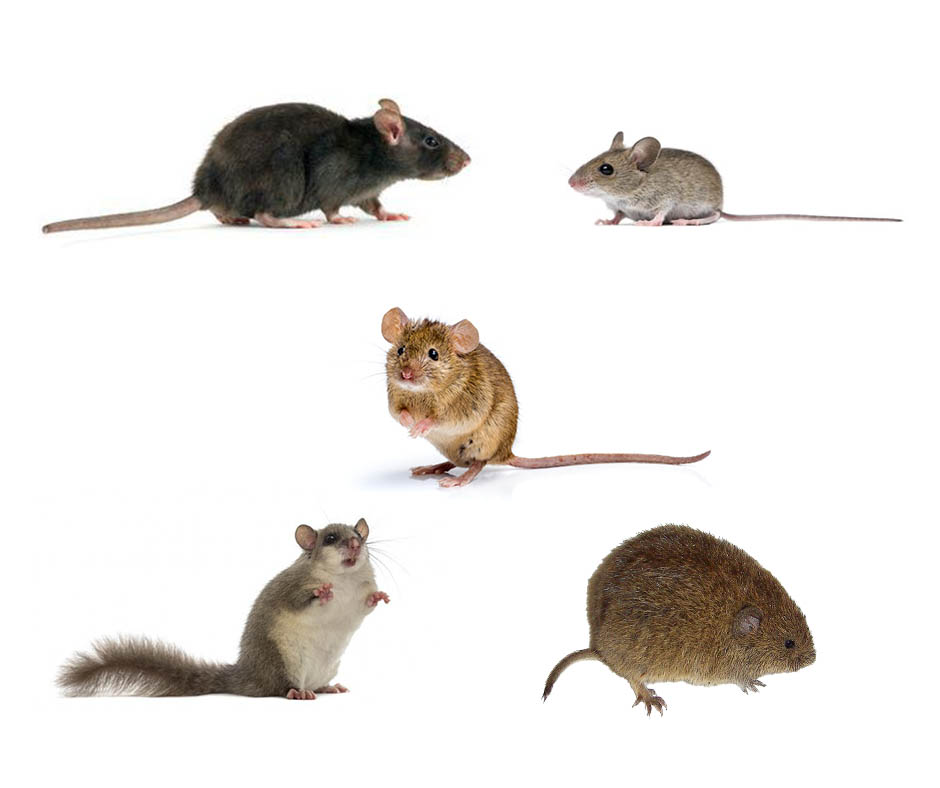 Spécialiste de la dératisation en région PACA - rats, souris, mulots, loirs et autres rongeurs