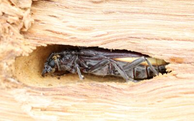 Parasites du bois : reconnaître les risques et protéger son habitat à Aix-en-Provence