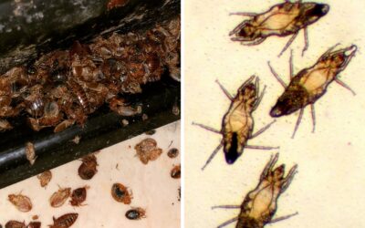 Punaises de lit ou Pyemotes à Aix-en-Provence et dans la région – Comment faire la différence ?