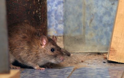 Comment reconnaître et éliminer les rats à Aix-en-Provence et dans la région PACA