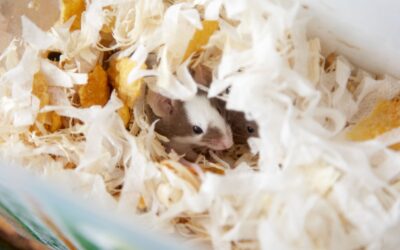 Comment se débarrasser des souris à Aix-en-Provence et dans sa région ?