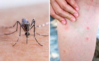 Comment lutter efficacement contre les moustiques à Aix-en-Provence et sa région