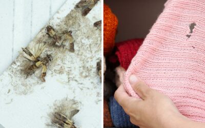 Mites alimentaires et vestimentaires : comment s’en débarrasser à Aix-en-Provence et en PACA